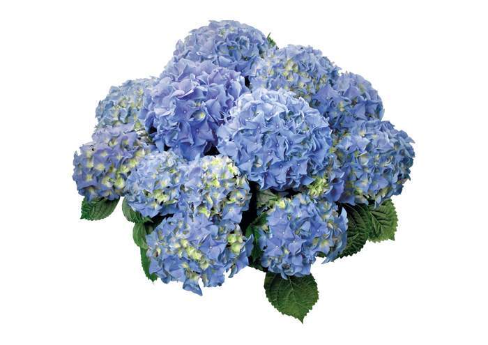 Rasaduri flori