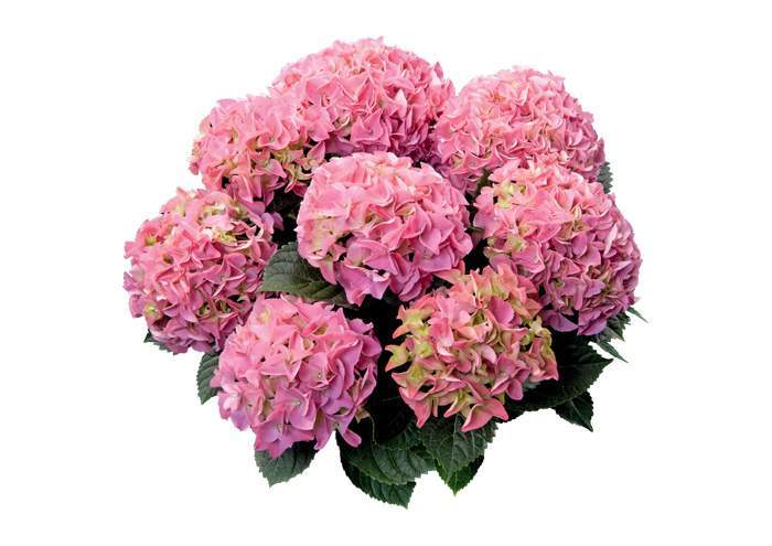 Rasaduri flori