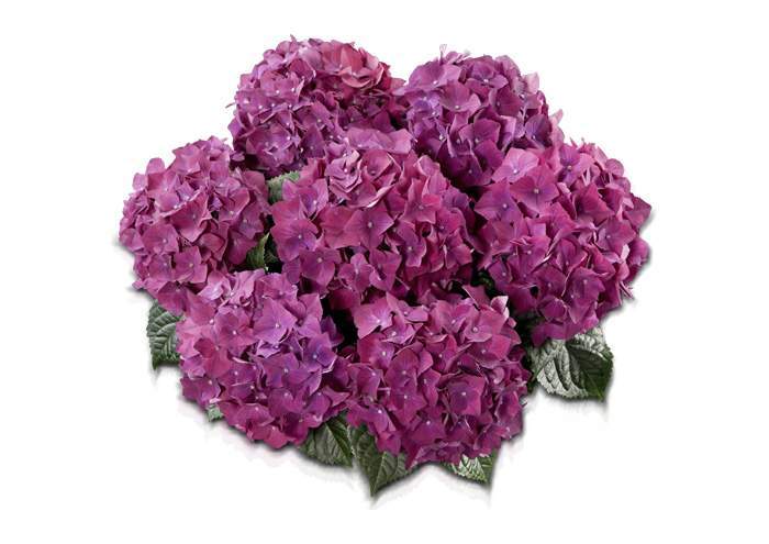 Rasaduri flori