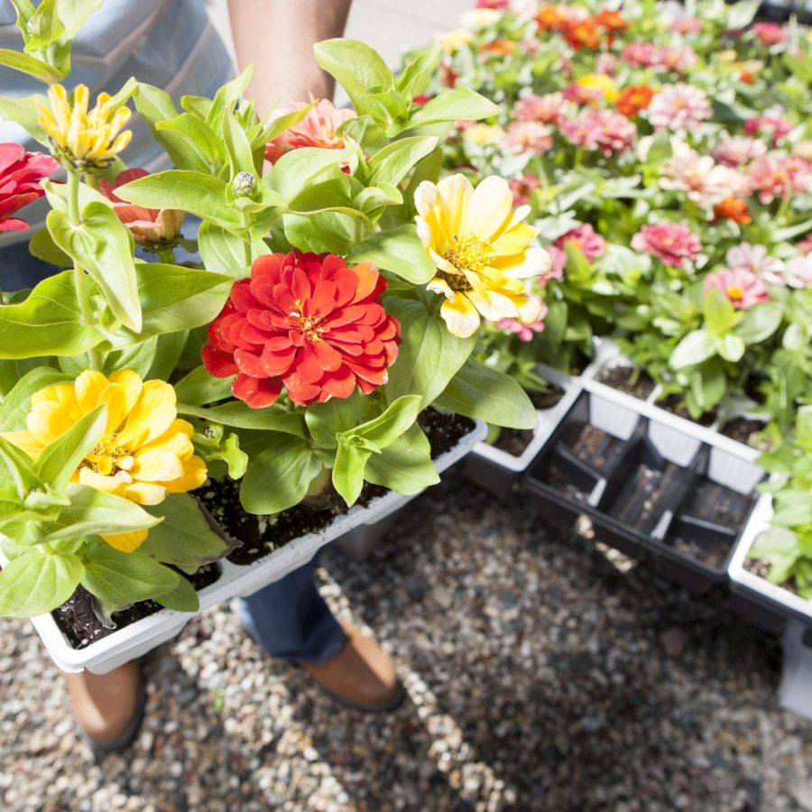 Handling plants at a nursery Handling plants at a nursery